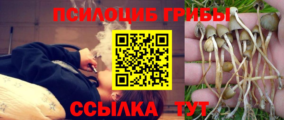 Псилоцибиновые грибы Psilocybine cubensis Нальчик